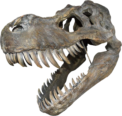 Tyrannosaurus Rex Large Skull Wall Decor