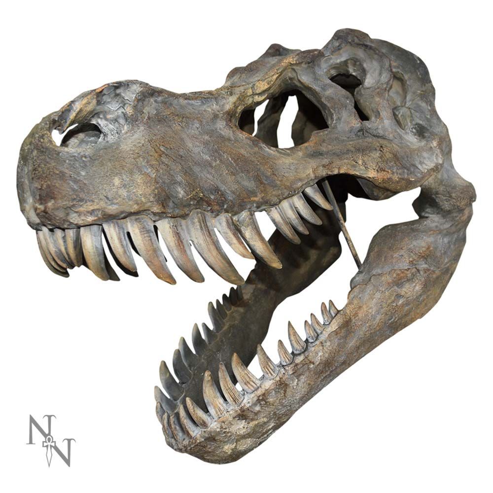 Tyrannosaurus Rex Large Skull Wall Decor