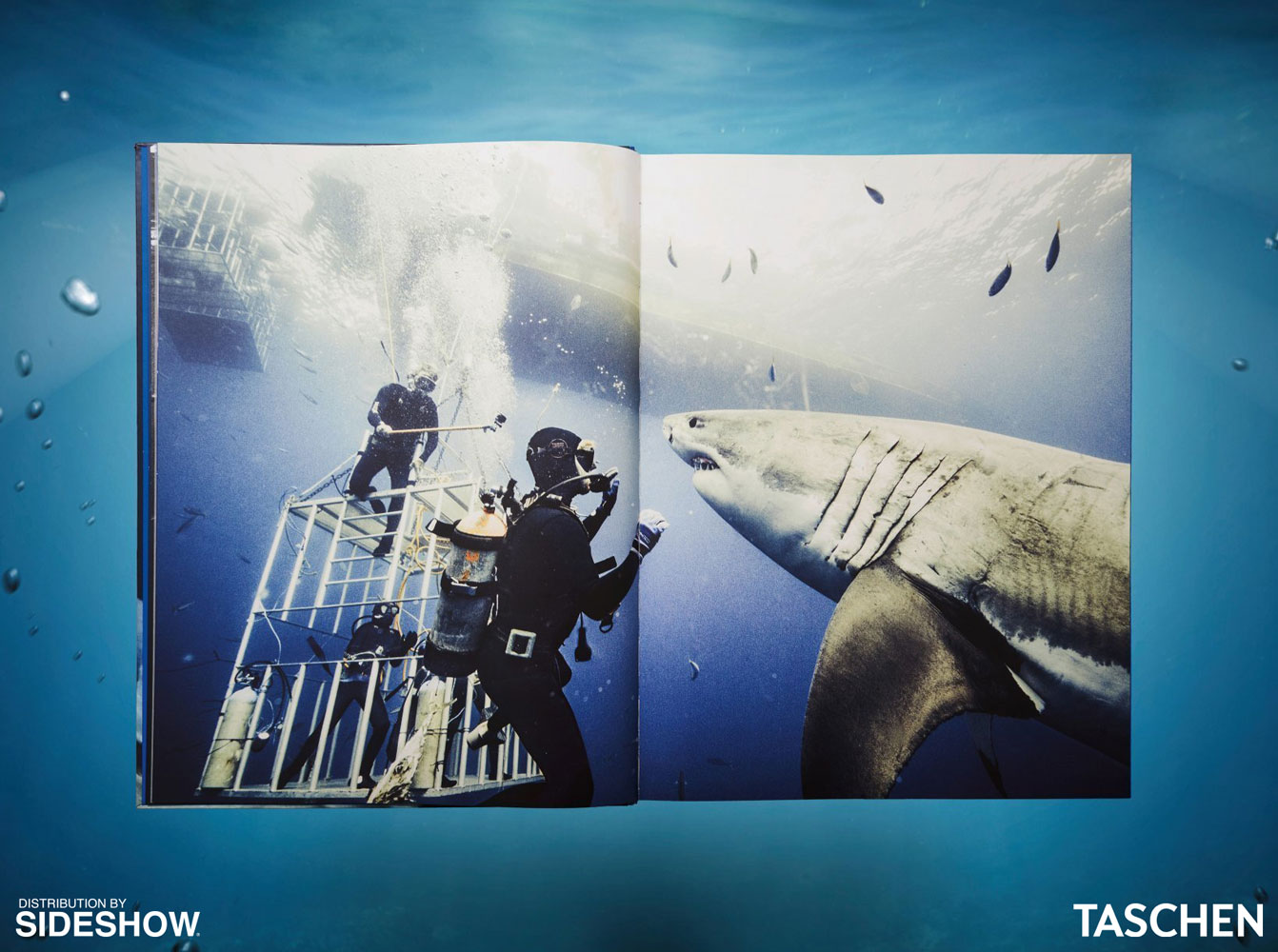 Michael Muller. Sharks