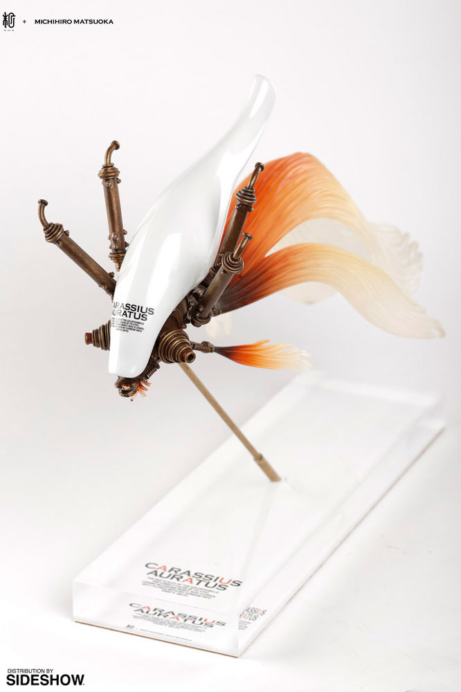 Carassius Auratus Large (White)