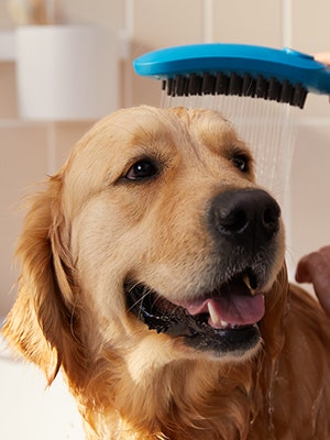 Dog Shower Petrol Blue