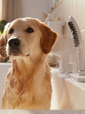 Dog Shower White