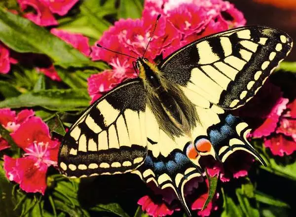 Puzzle 500 Teile - Der Schmetterling