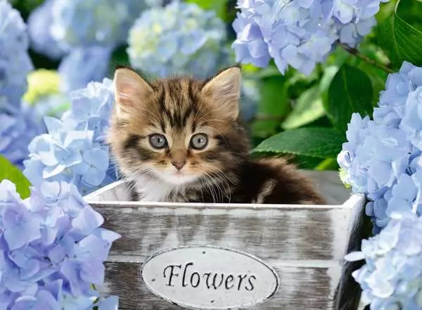 Kinderpuzzle ab 9 Jahren - Kleine Katze - 300 Teile