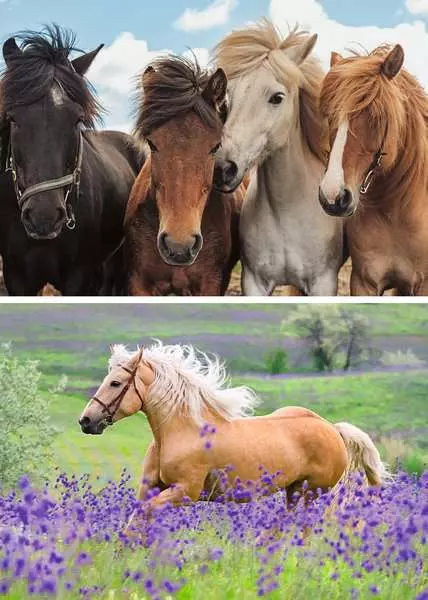 Kinderpuzzle ab 4 Jahren - Pferdeliebe - 24 Teile