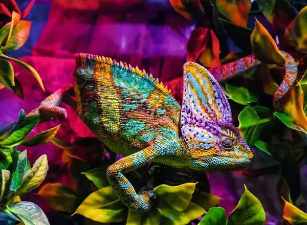 Puzzle 500 Teile - Das Chameleon