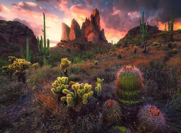 Puzzle 500 Teile - Kakteen