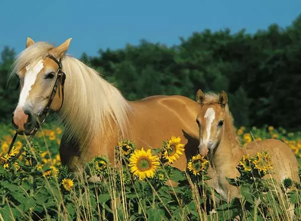 Kinderpuzzle ab 8 Jahren - Pferdeglück - 200 Teile