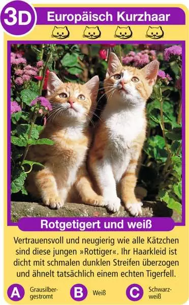 Tierquartett Katzen - Kartenspiel ab 4 Jahren