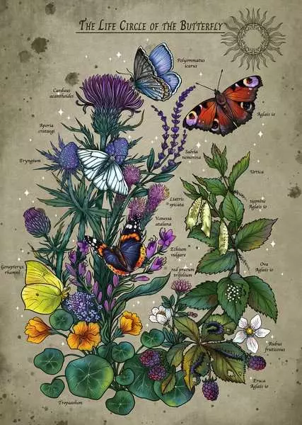 Puzzle 1000 Teile - Lebenseis eines Schmetterlings