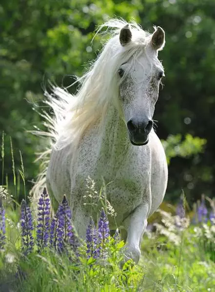 Kinderpuzzle ab 6 Jahren - Weiße Stute - 100 Teile
