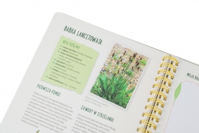 Mój pierwszy zielnik Zbieram kwiaty. liście i trawy