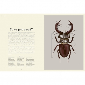 Insektarium. Muzeum Owadów