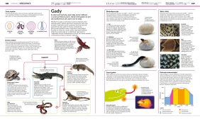 Encyklopedia popularna