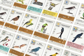 Na szydłach: Ptaki Azji