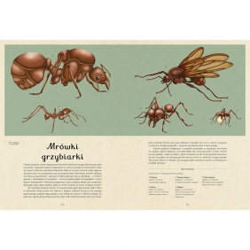 Insektarium. Muzeum Owadów