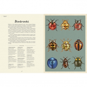 Insektarium. Muzeum Owadów