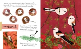 Mały atlas ptaków Ewy i Pawła Pawlaków