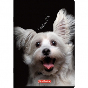 Zeszyt Crazy Animal A4/60k atka z marginesem. 1 szt