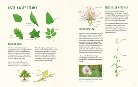 Mój pierwszy zielnik Zbieram kwiaty. liście i trawy