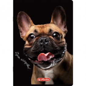 Zeszyt Crazy Animal A5/60k linia z marginesem. 1 szt