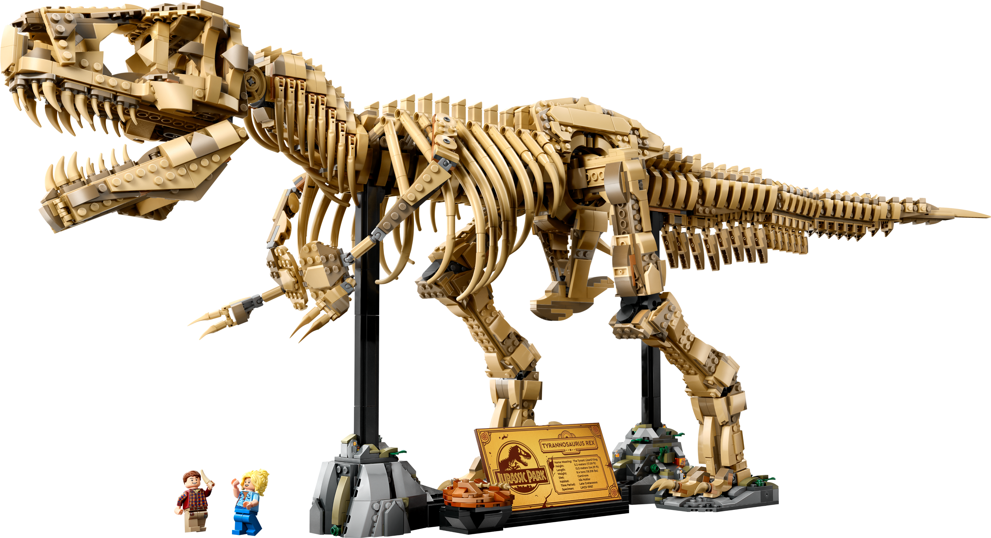 Dinosaur Fossils: Tyrannosaurus rex