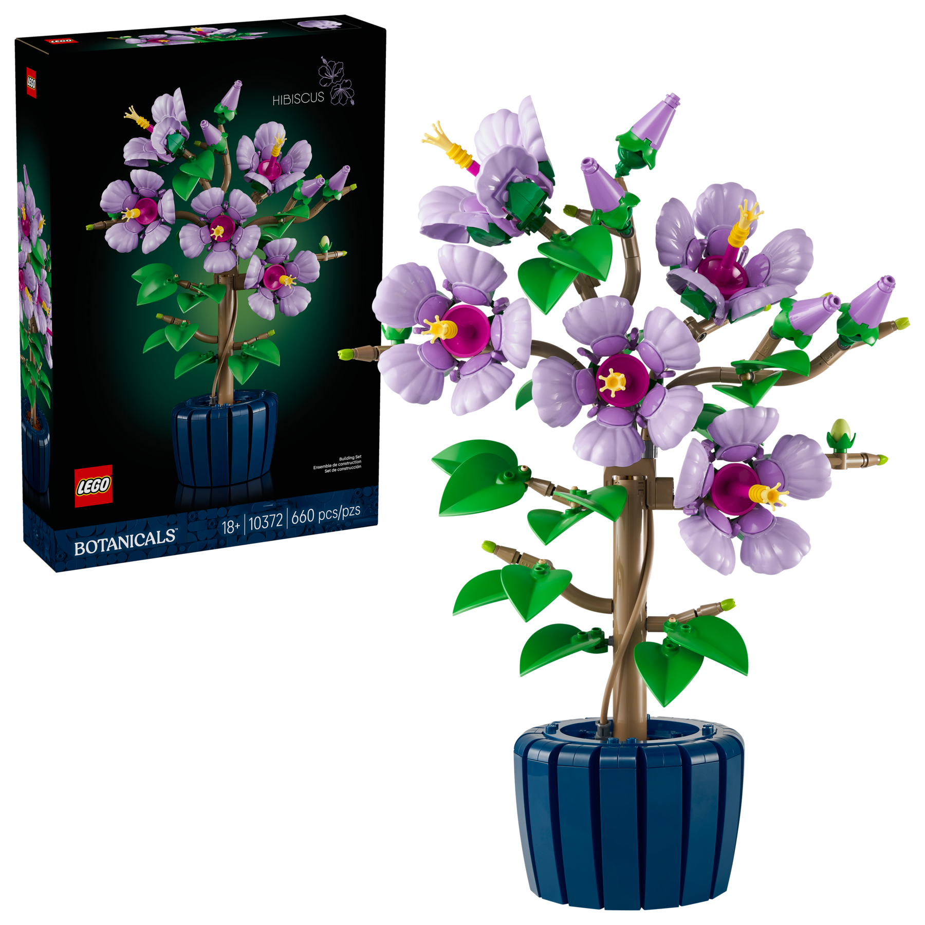 Hibiscus