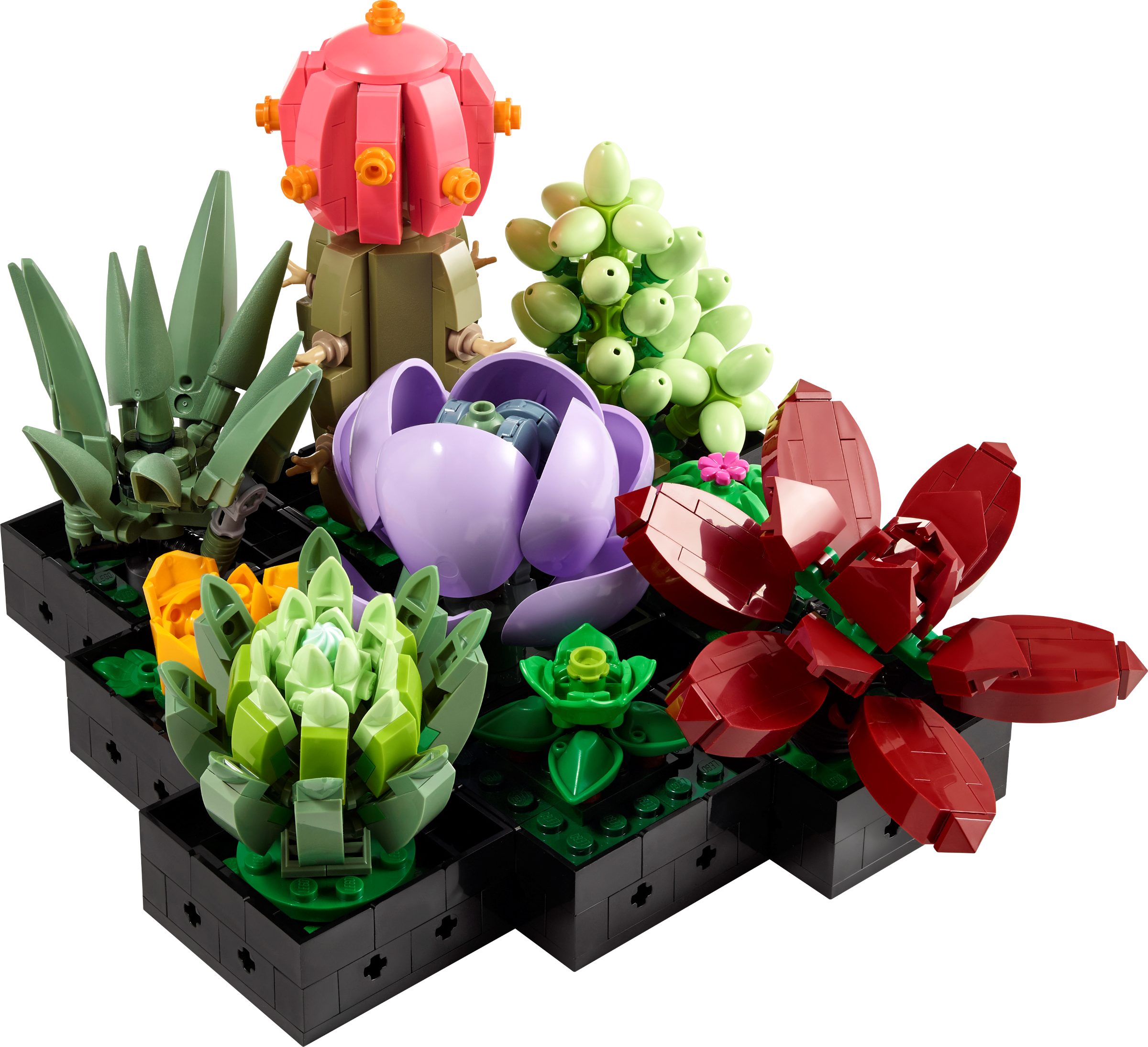 Succulents