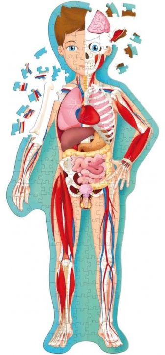 Пътувай, учи и изследвай: Човешкото тяло