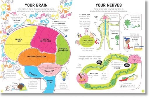 Lift-the-Flap: How Your Body Works