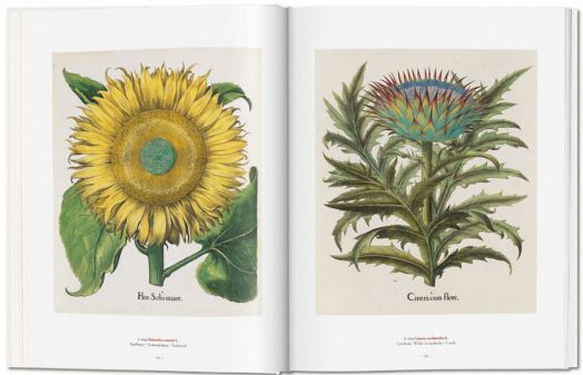 A Garden Eden. Masterpieces of Botanical Illustration