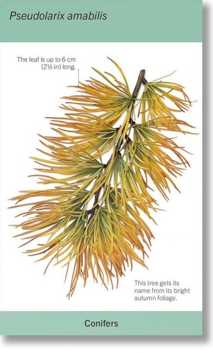 Our World in Pictures: Trees Flash Cards