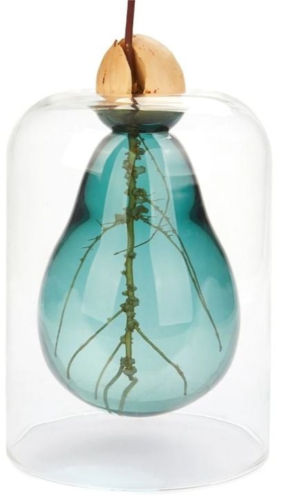 Отглеждане на семена Balvi - Авокадо