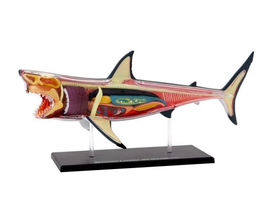 Конструирай модел на голяма бяла акула Thames & Kosmos
