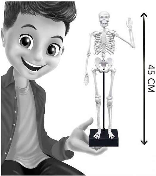 Научен комплект Buki - Направи си сам - Скелет