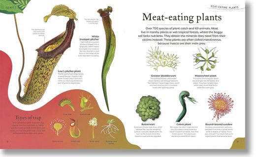 The Secret World of Plants