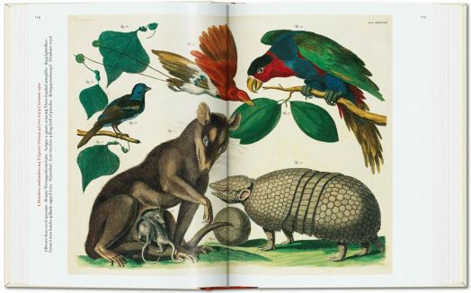 Seba. Cabinet of Natural Curiosities. 40th Ed.