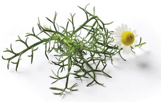 Семена за флорални чайове Piccolo, 3 вида