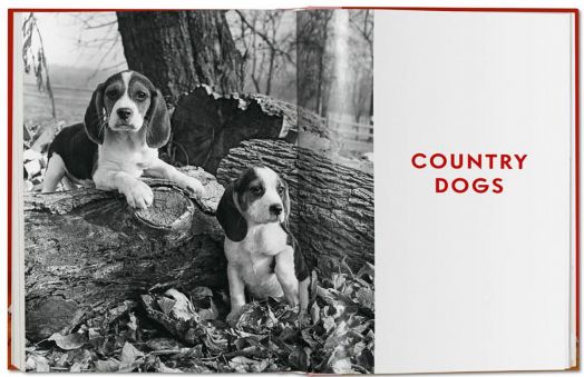 Walter Chandoha. Dogs. Photographs 1941-1991