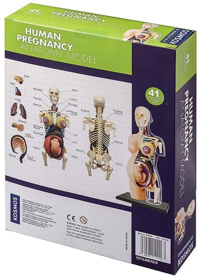 Конструирай модел Thames & Kosmos: Анатомия на човешка бременност