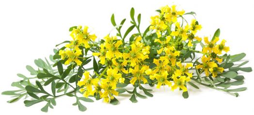 Семена за ликьорни билки Piccolo, 3 вида