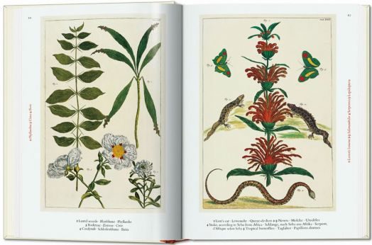 Seba. Cabinet of Natural Curiosities. 40th Ed.