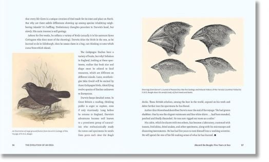 Discovering Life`s Story: The Evolution of an Idea