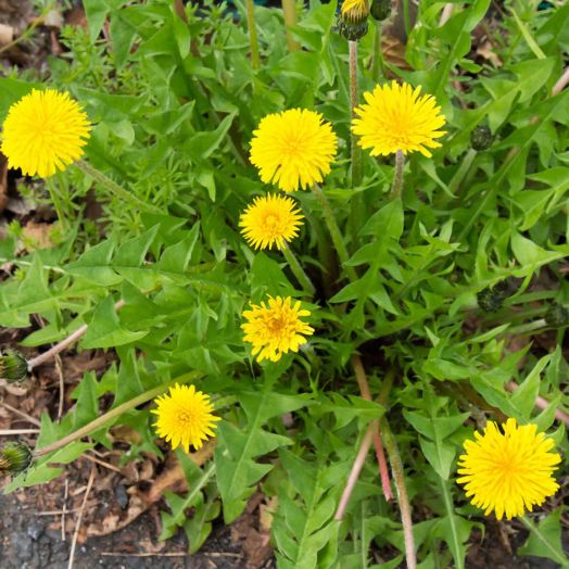 Семена за диви билки Piccolo, 3 вида