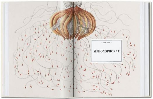 The Art and Science of Ernst Haeckel, 40th Edition