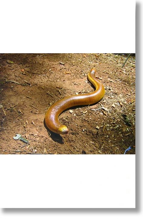 Зоология за всеки