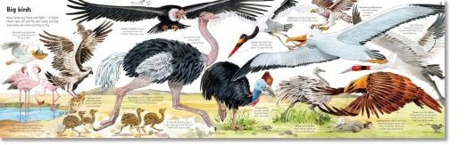 Big Book of Big Animals