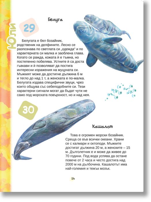 Опознай 365 животни за 365 дни