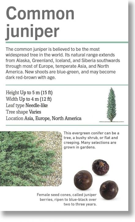 Our World in Pictures: Trees Flash Cards