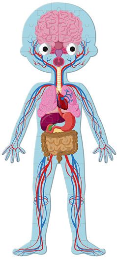 Образователни пъзели Janod - Човешкото тяло